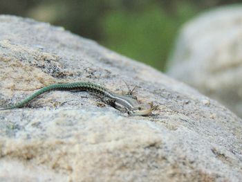 Close-up of lizard on rock