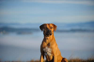 Portrait of dog against sky