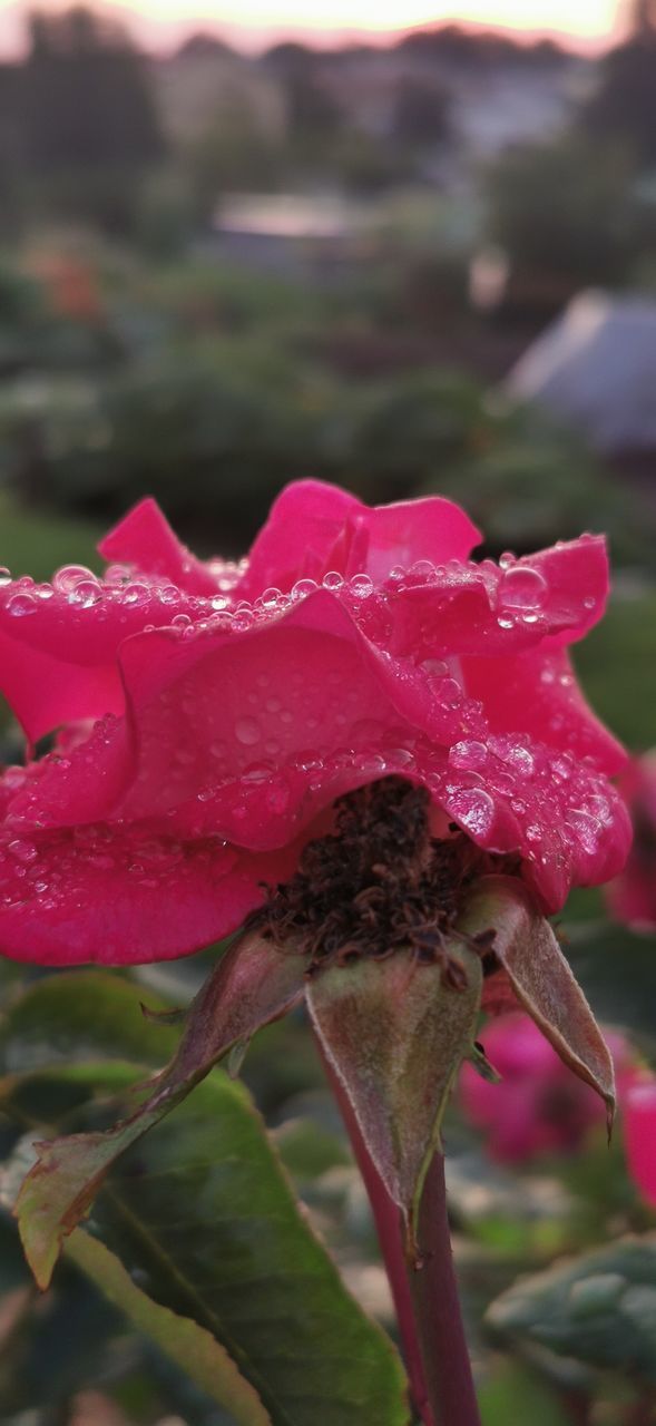 CLOSE-UP OF WATER DROPS ON PINK FLOWER