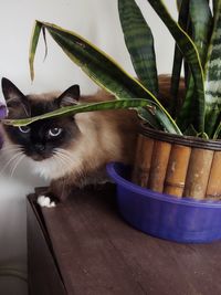 Portrait of cat sitting on potted plant