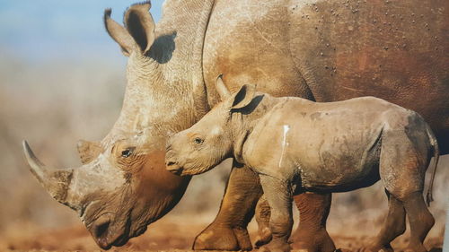 Rhinoceros with calf on field