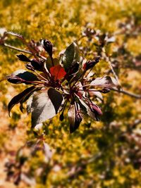 Close-up of red flowering plant during autumn