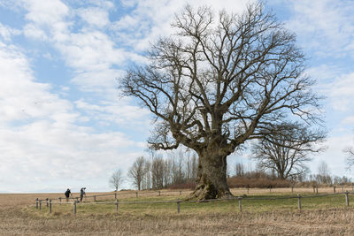 Bare tree on field against sky