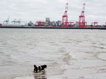 View of a dog in the sea