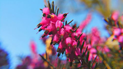 Close-up of pink flowers