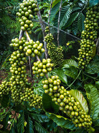 Full frame shot of berries