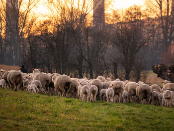 View of sheep on field