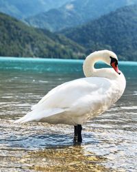 Swan on a lake