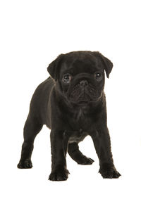 Portrait of puppy sitting against white background