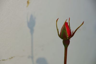 Close-up of red flower