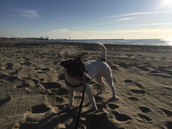 Horse standing on beach against sky