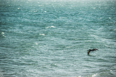 Man swimming in sea