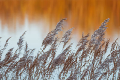 Close-up of stalks against blurred background
