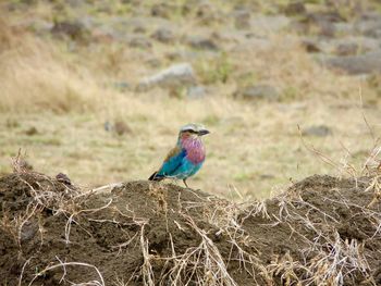 Close-up of bird perching on ground