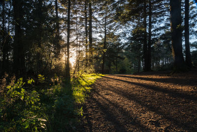 Trail amidst trees in forest