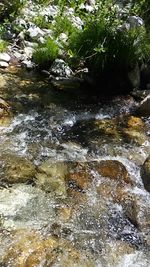 Trees in water