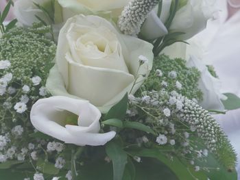 Close-up of white roses