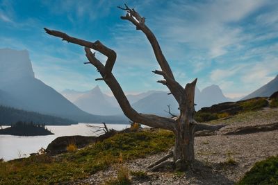 Dead tree by lake against sky