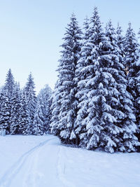 Pine trees on snow covered field against sky