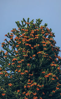 Low angle view of pine tree against sky