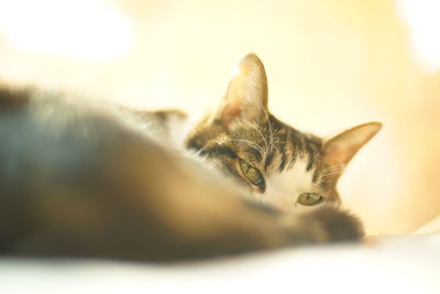 Close-up of cat relaxing at home