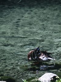 Close-up of duck swimming in lake