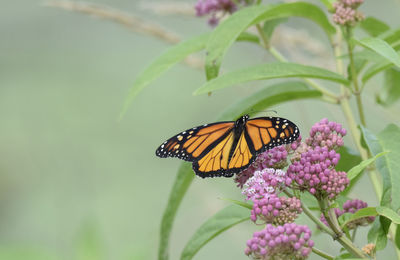 Close-up of butterfly pollinating on purple flower