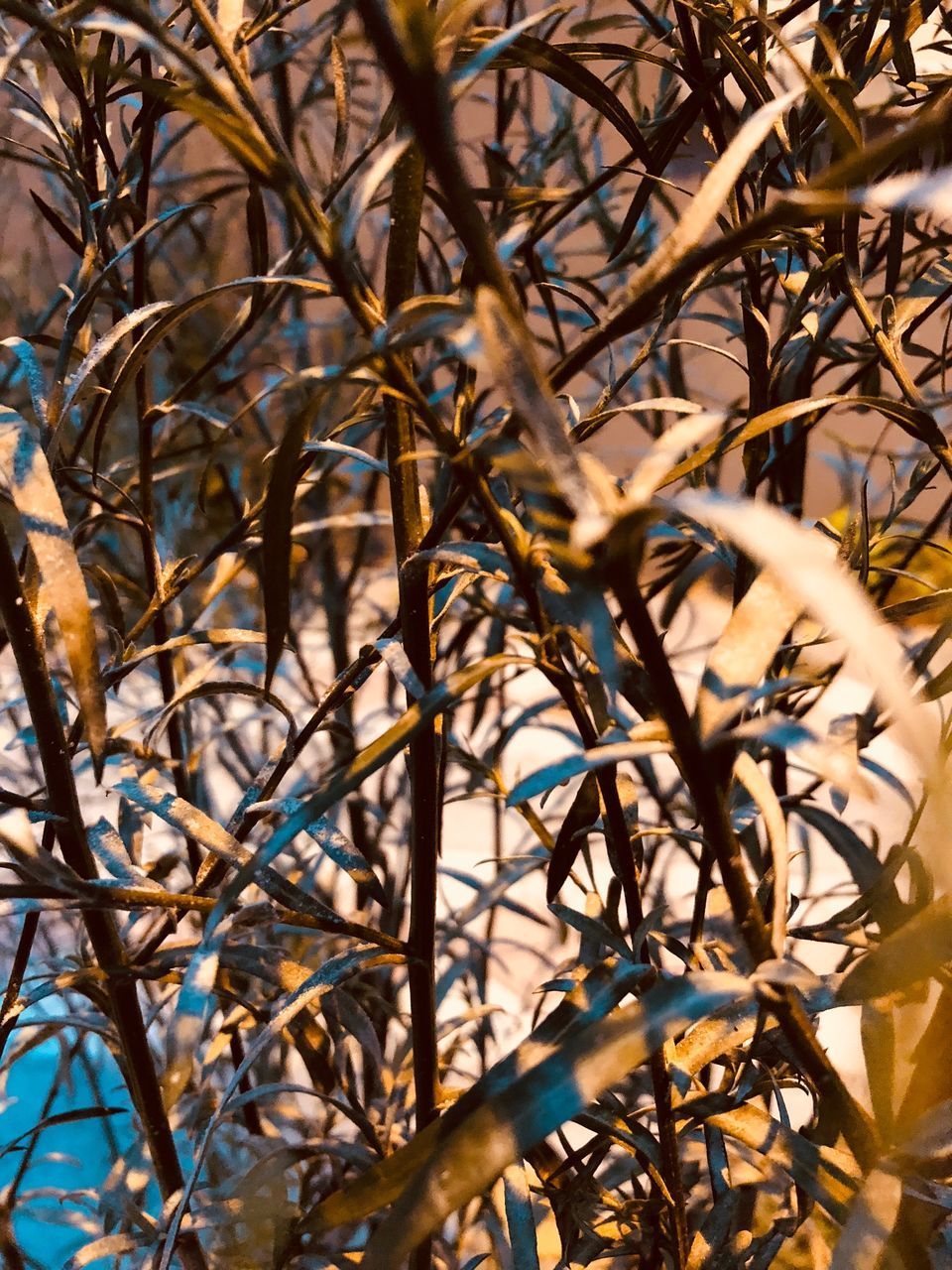 LOW ANGLE VIEW OF BARE TREE AGAINST PLANTS
