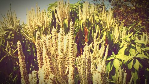 Close-up of crop growing in field