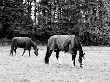 Horses grazing on field against trees