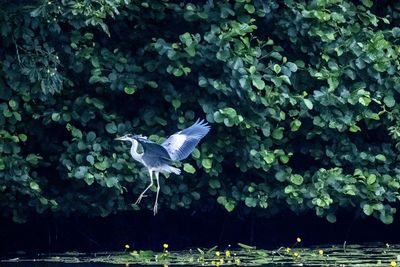 View of a bird flying over water