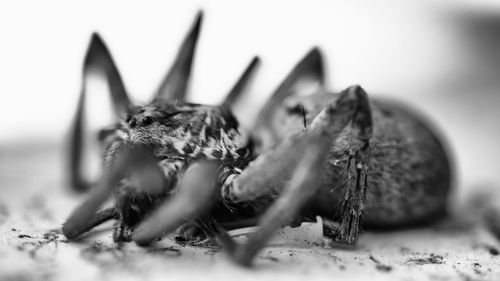 Close-up of insect over white background