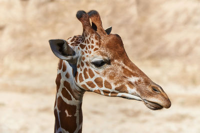 Close-up of giraffe