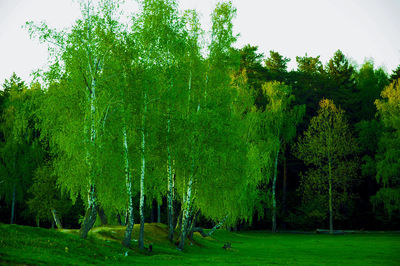 View of trees in forest