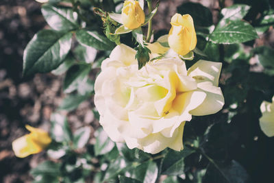 Close-up of yellow flowering plant