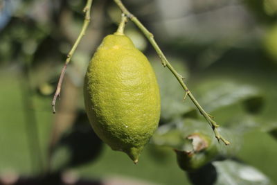 Raw lemon fruit hanging from the branch