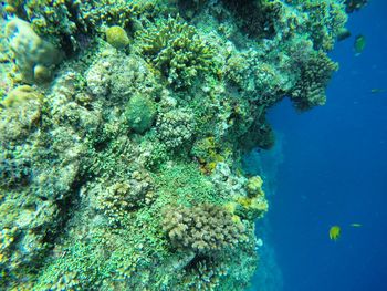 Close-up of tree against blue sky