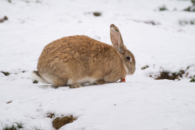 Close-up of rabbit on snow covered field 