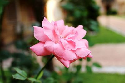 Close-up of pink flower blooming outdoors