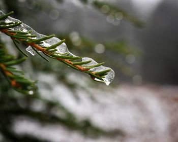 Close-up of frozen pine trees