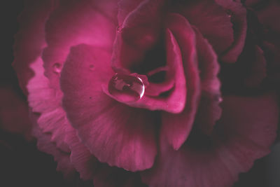 Close-up of pink rose