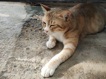 Close-up of cat sleeping