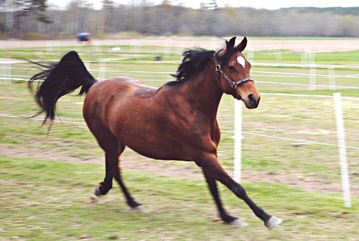 animal themes, horse, domestic animals, livestock, field, mammal, two animals, grass, focus on foreground, standing, herbivorous, working animal, one animal, fence, full length, side view, nature, day, brown, outdoors