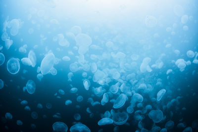 A group of jellyfish in notojima, ishikawa ,japan