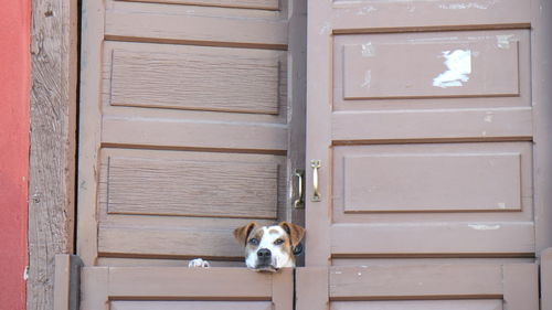 Portrait of dog on door