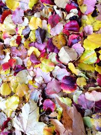 Full frame shot of autumn leaves
