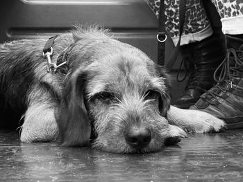 Portrait of dog resting on floor