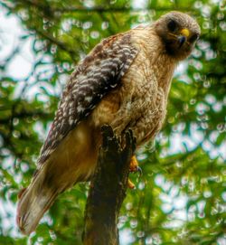 Low angle view of bird on branch