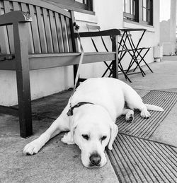 Portrait of dog resting on footpath