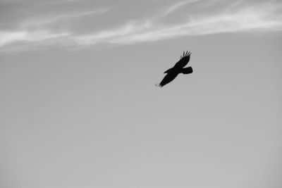 Low angle view of eagle flying against sky